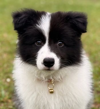 9 weeks
