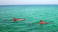 Dolphin Beach Retreat!