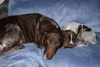 Auntie Gypsy doesn't mind Utwo cuddling up.
