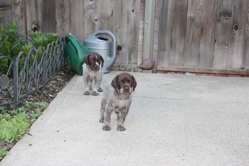 Ursi and Uli waiting for the rest to catch up - play time is over.

