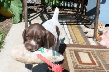 Uli likes his toys.
