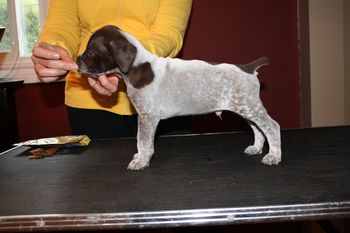 Tiny Tim
