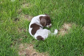 Tiny Tim
