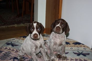 Usher and Ultimo trying to look like big dogs.
