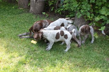 The pups are hopeful that Mica will share her chewie - not likely!
