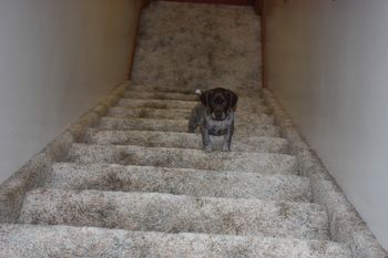 Ursi prefers to climb up without a crowd!
