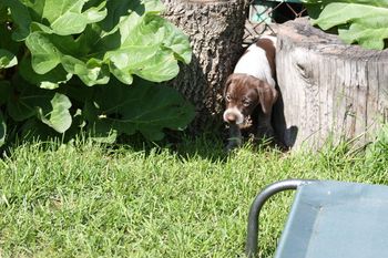 Uta won't fit between these stumps for much longer.
