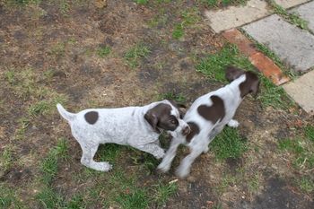 Tank and Tiny Tim
