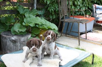 Ultimo and Utwo like posing for the camera.

