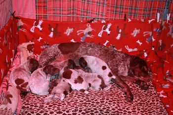 First Evening in the Puppy Palace
