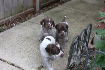 Uli, Uno and Usher - Ready for a play in the yard.
