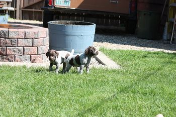 Uli and Utwo enjoying the sun.
