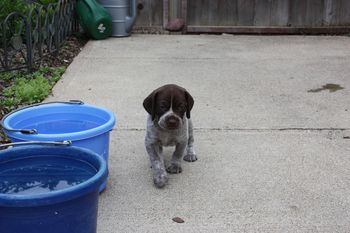 Ultimo - Check out my strut!
