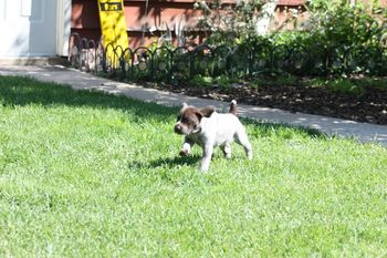 Ultimo can go fast when he wants to.
