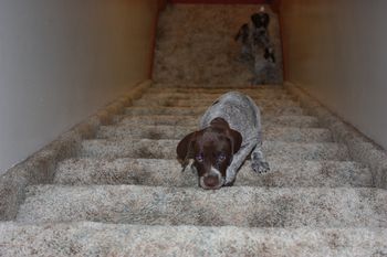 Going up and down is wearing Uta out.
