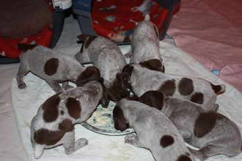 The mush is a hit!
