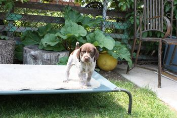 Ultimo is the king of the hammock.
