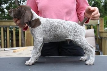 Tiny Tim/Ruger

