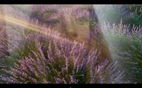 ANIIML+LAVENDER FIELDS