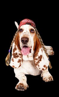 Hill Country Hounds