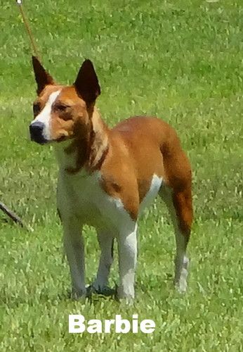 CH."PR" Don't Mess With SOCA. RPK Rebel Rosita X Skippin CJ Spanish Legacy
