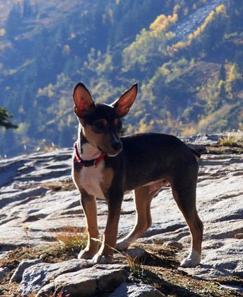Little is a new UKC CH
