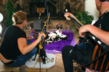 Allie is being filmed for a Special "We Love Allie" on Animal Planet. There maybe a few puppies left after breeder/show home selections are made and they will be older when Filming is done 12 weeks plus.
