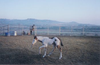 THIS COLT IS OUT OF ARIELESSPECIALENVOY AND DOWN TO THE WIRE. HE IS A OVERO MEDICINE HAT BAY, WHITE, AND BLACK. HE IS FOR SALE . WE ALSO HAVE A FEW MORE FOR SALE THIS YEAR.
