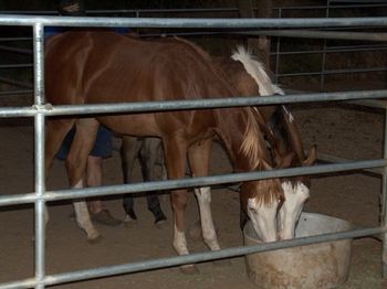THIS IS A PICTURE OF TWO OF MY COLTS. THEY TAKE AFTER THERE FATHER DOWN TO THE WIRE, KIND AND ARE WILLING TO DO ANYTHING YOU ASK OF THEM.
