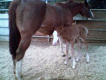 THIS FOAL IS OUT OF INFAMOUS ANGEL AND DOWN TO THE WIRE. SHE IS JUST HOURS OLD. SHE IS SORREL OVERO BALD FACE WITH A FLEXEN MANE AND TAIL SHE HAS ROANING ALL OVER HER BODY.
