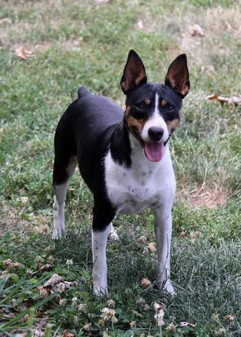 CH. Skippin CJ Happy Go Lucky We are so proud to have produced such a wonderful girl.
