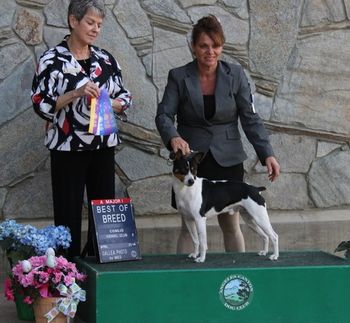 AKC CH. Skippin CJ Freedom

