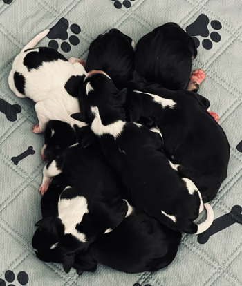 Puppies
