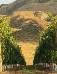 Kamloops Symphony's Sip Into Sunset
