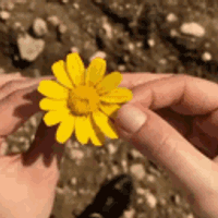 WATCH THE PETALS FALL by DARREN JUVIE
