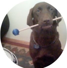 Shantee, the band dog
