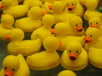 Duck Days