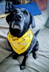 Onion Honey Bandana