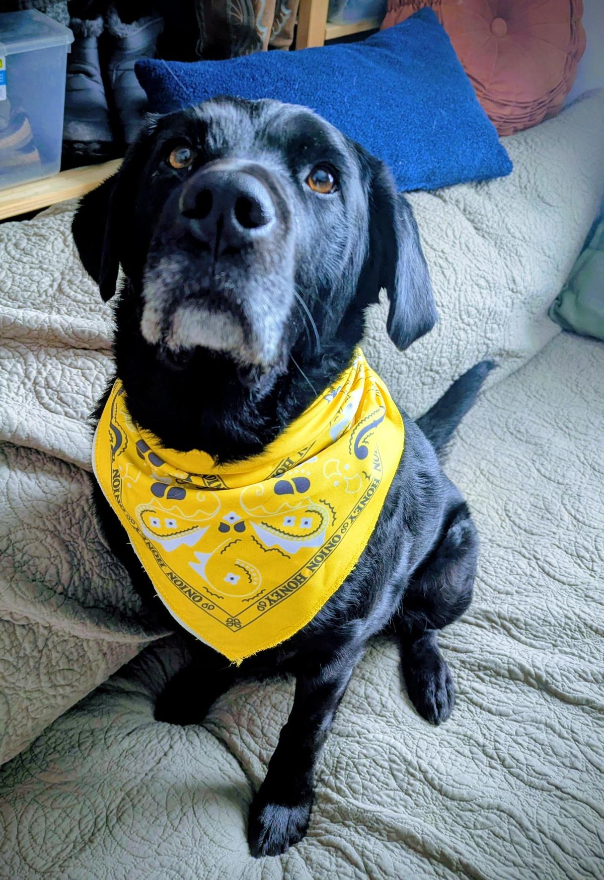 Onion Honey Bandana
