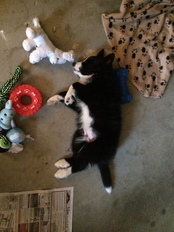 Charlie and toys
