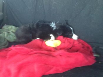 MYF on her way to her new Home
