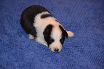 BOY 3
