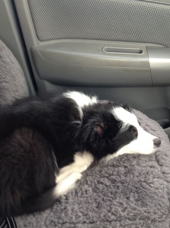 Kip having a ride in the car
