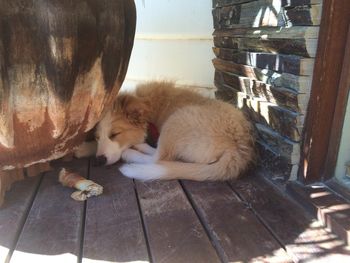 Rosie having a little nap
