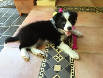 Lucy
