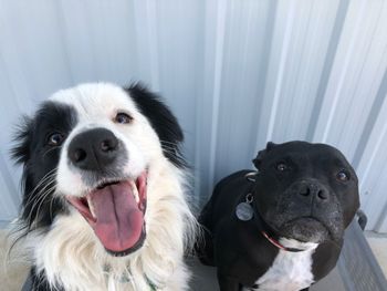 PATCHY AND FRIEND
