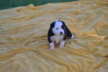 OLLIE
