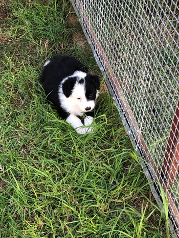 FRANKIE
