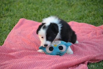 FRANKIE-sold
