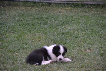MAX-sold
